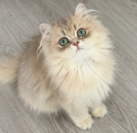 British Longhair poes met internationale WCF-stamboom, Poes, Gechipt
