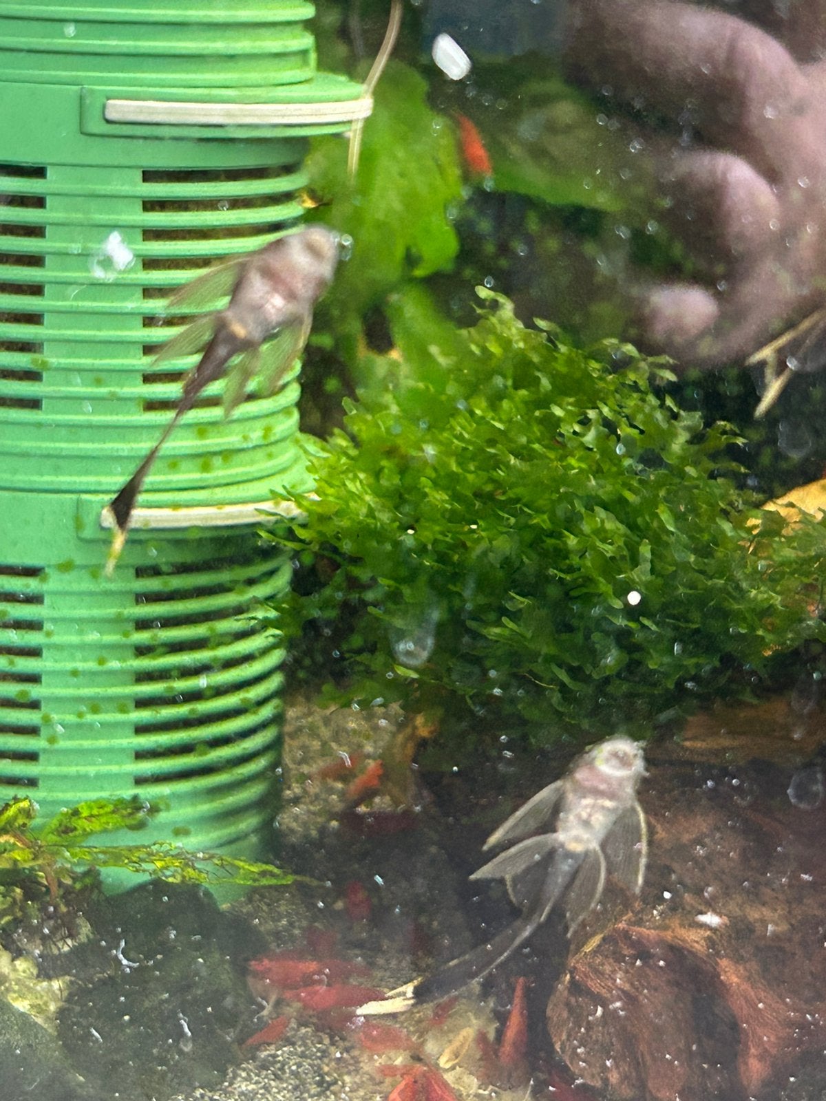 Ancistrus green dragon longfin, Dieren en Toebehoren, Vissen | Aquariumvissen, Vis