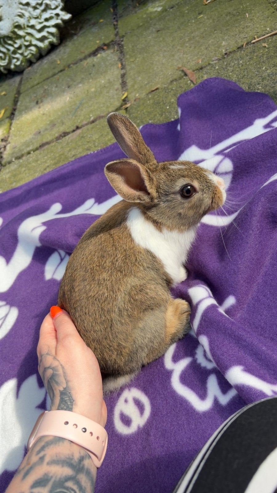 Te koop een konijnenhok met een vrouwtjes konijn, Dieren en Toebehoren, Vrouwelijk, Dwerg, 0 tot 2 jaar