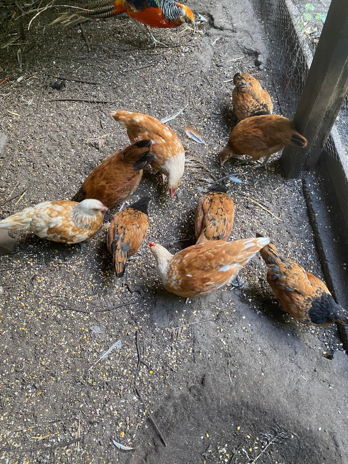 Aangeboden, Prachtige kuikens, Dieren en Toebehoren, Geslacht onbekend, Kip