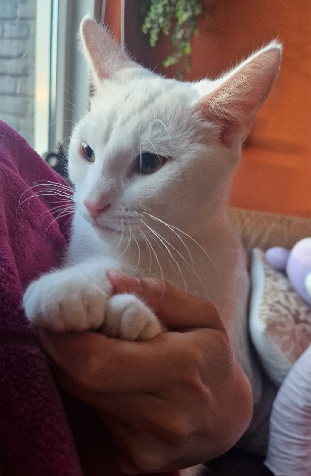 Lieve witte kitten poes van 5 maandjes oud. Half raskat., Kat