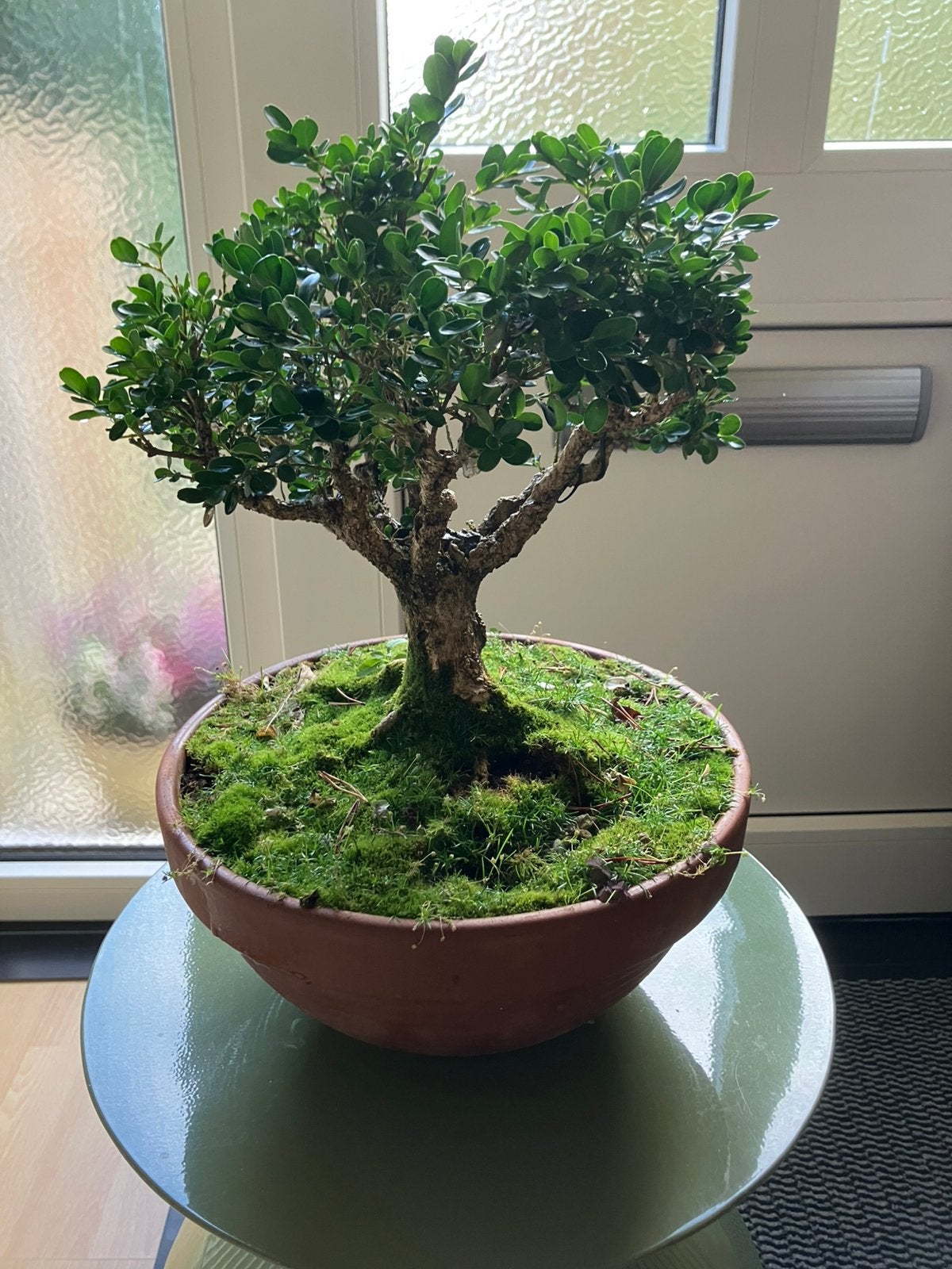 Bonsai - Buxus - hoogte 35 cm, Tuin en Terras, Ophalen, Bloeit niet, Halfschaduw, Overige soorten