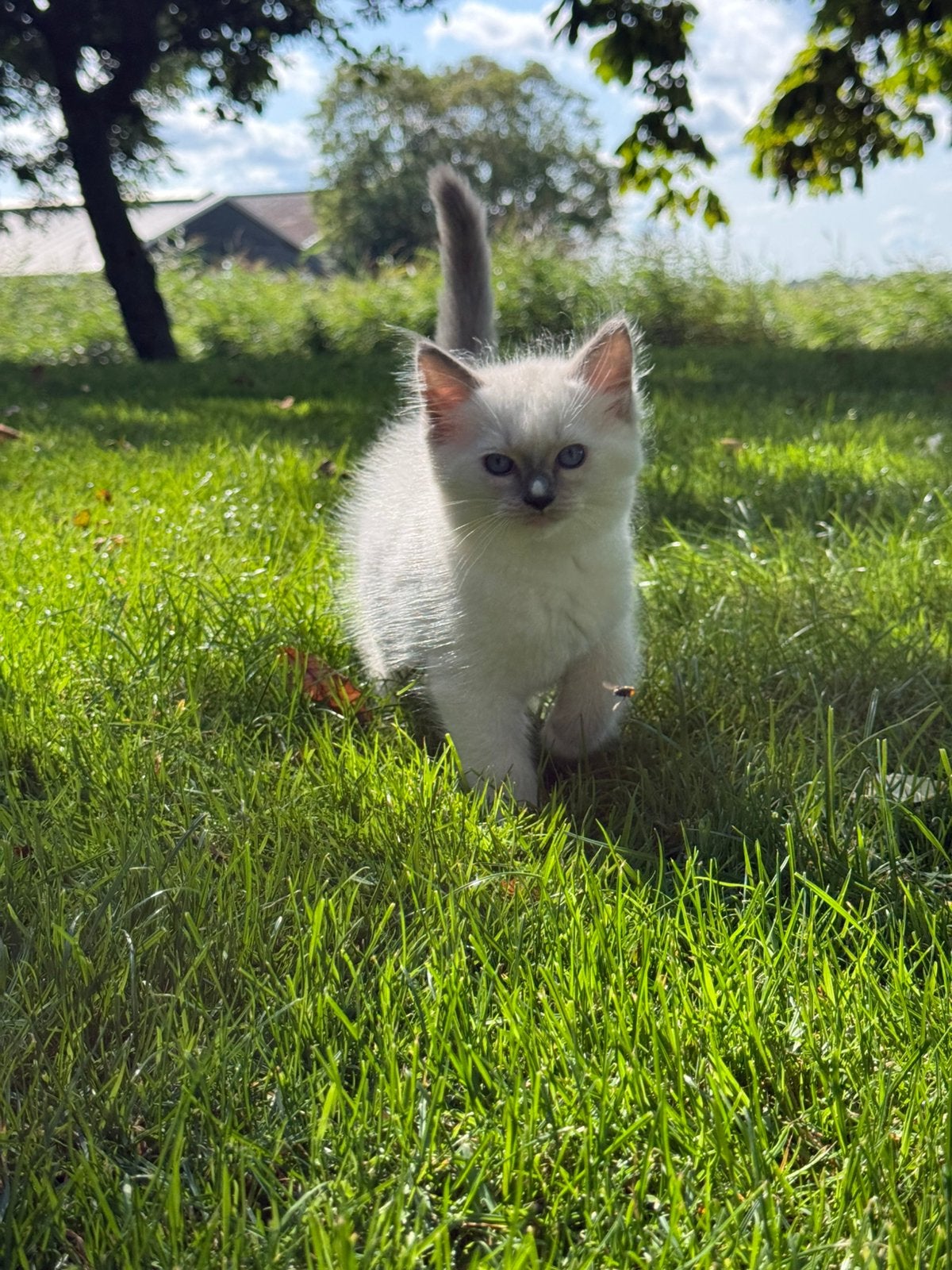 Lieve Ragdoll kittens, Dieren en Toebehoren, Katten en Kittens | Raskatten | Langhaar, Kater, Gechipt