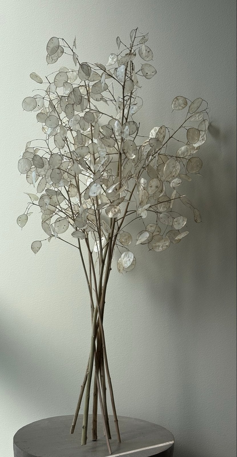 Boeket Judaspenning 65 cm hoog - Decoratieve Droogbloemen, Ophalen, Nieuw