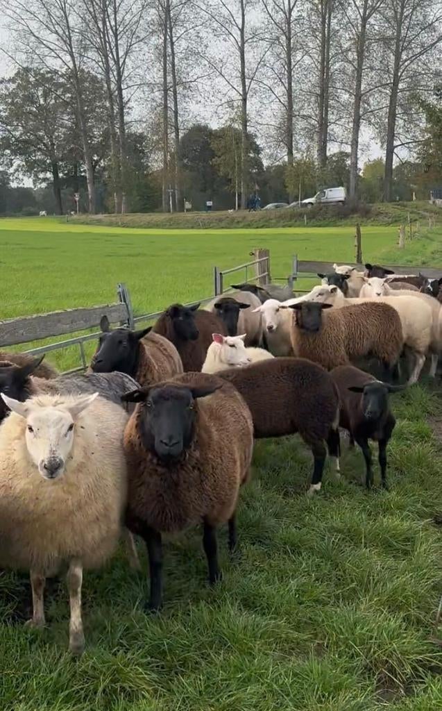Schapen  scheren en hoefverzorging, Meerdere dieren, Schaap
