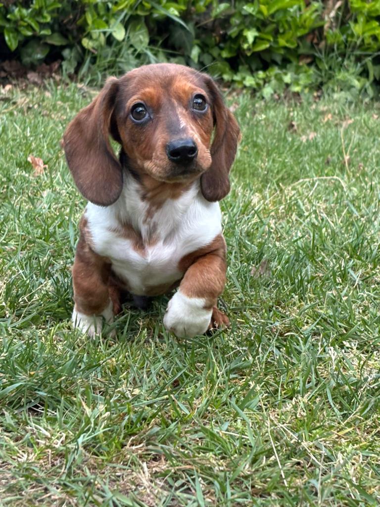 Te koop mooie piebalt teckel pup pups dwergteckelpuppy, Dieren en Toebehoren, Honden | Teckels en Dashonden, Parvo, Nederland