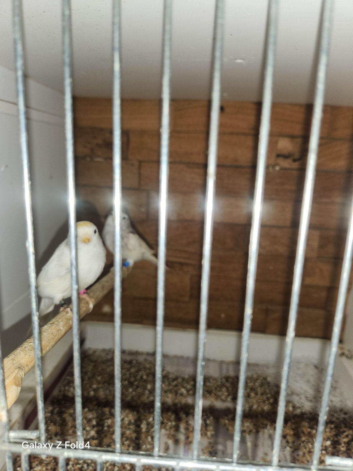 koppel 2 barmsijs, Meerdere dieren, Wildzangvogel, Geringd