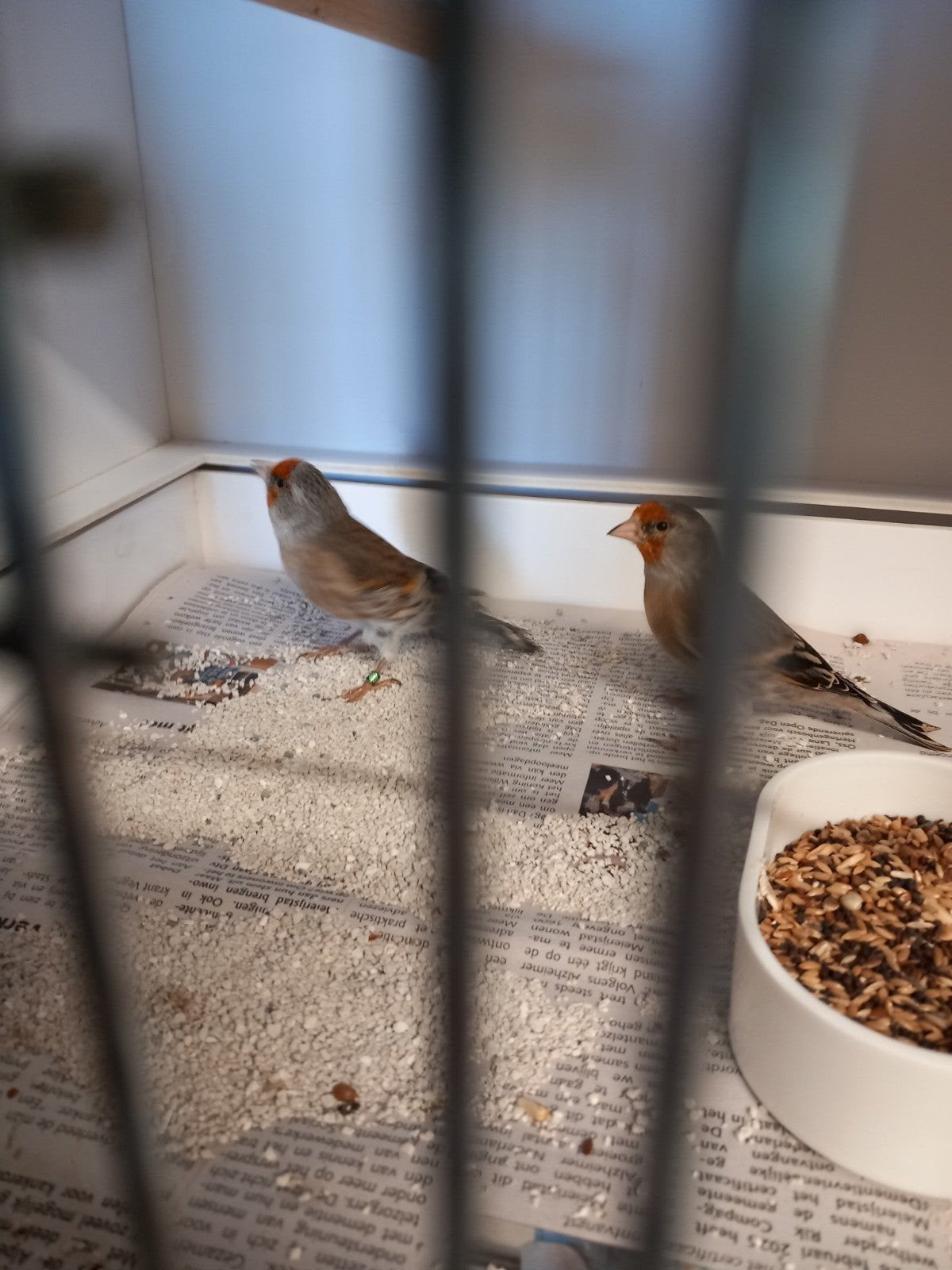 bastaarden mannen putter x kanarie, Dieren en Toebehoren, Mannelijk, Bastaard