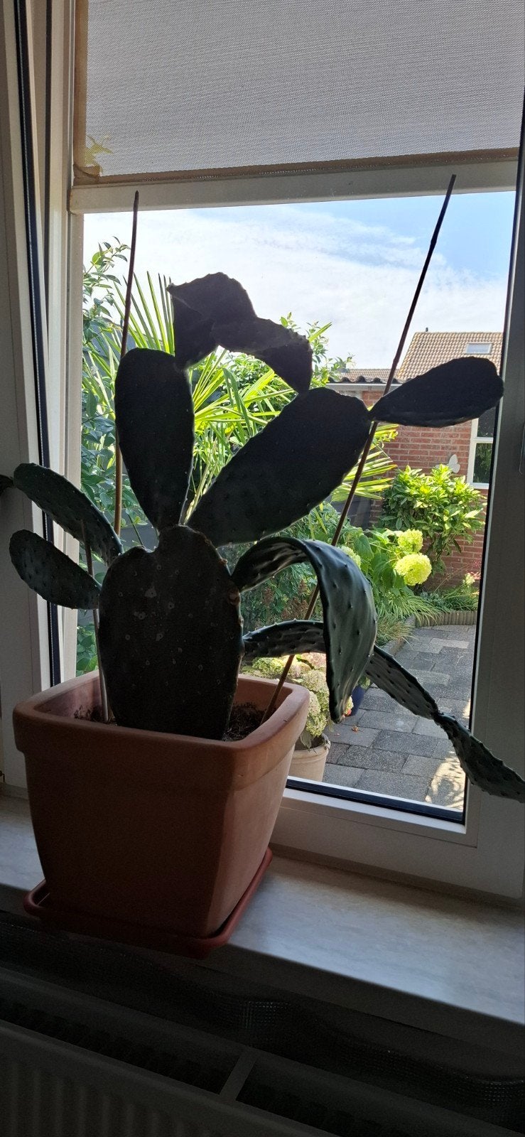 Grote cactus in pot - Opuntia, Huis en Inrichting, Kamerplanten, Ophalen, 100 tot 150 cm, In pot, Cactus