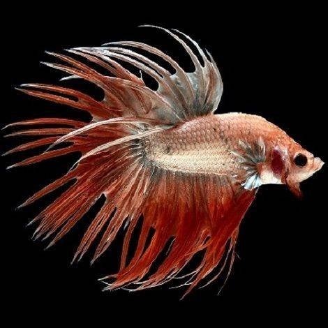 Siamesse kempvis man crown tail, Vis