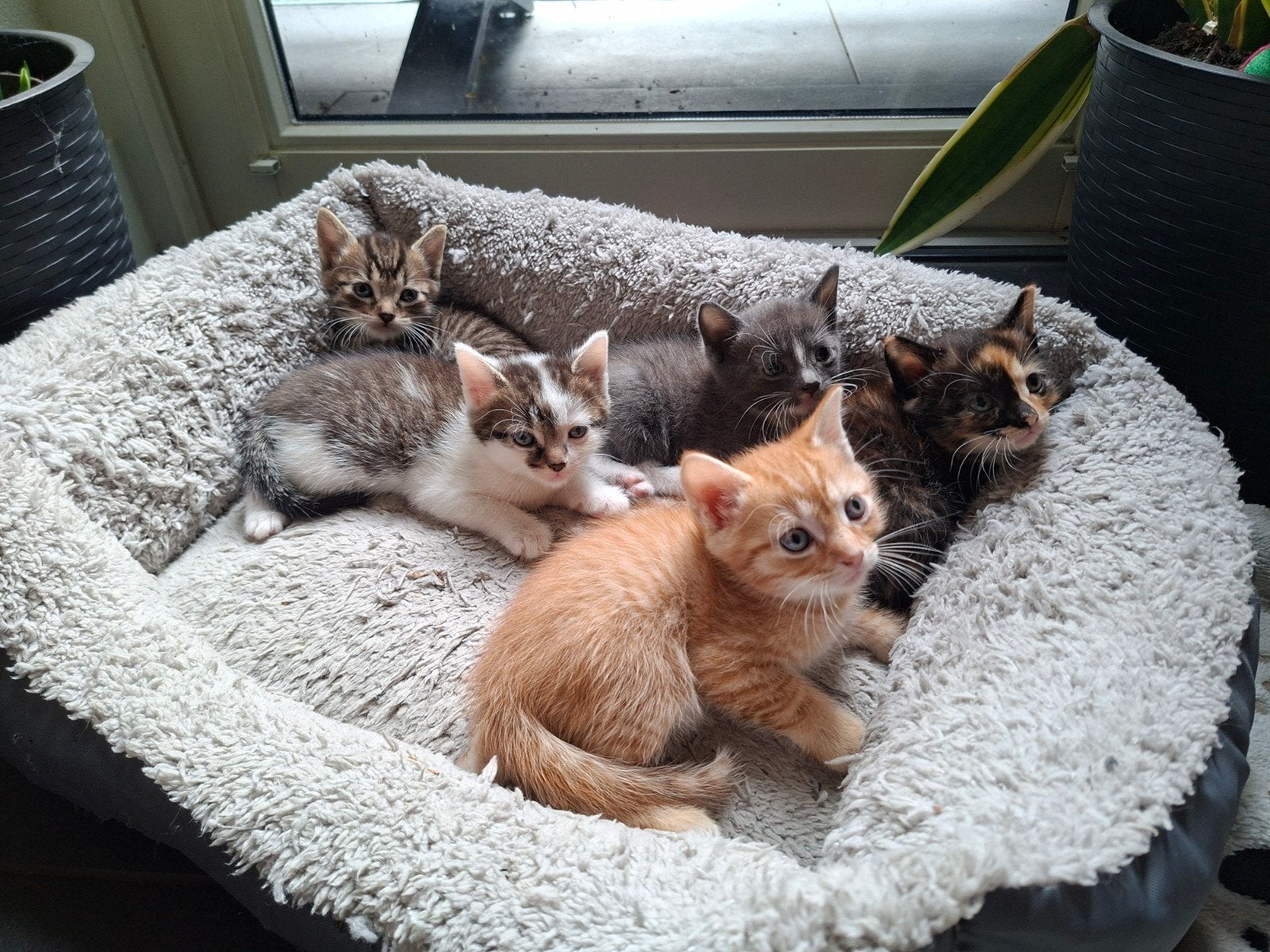 5 lieve & unieke kittens