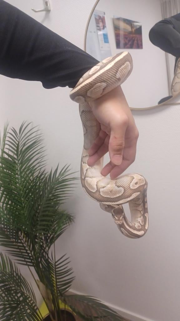 2 pythons met terarium, Dieren en Toebehoren, Reptielen en Amfibieën, Slang, Tam, 0 tot 2 jaar