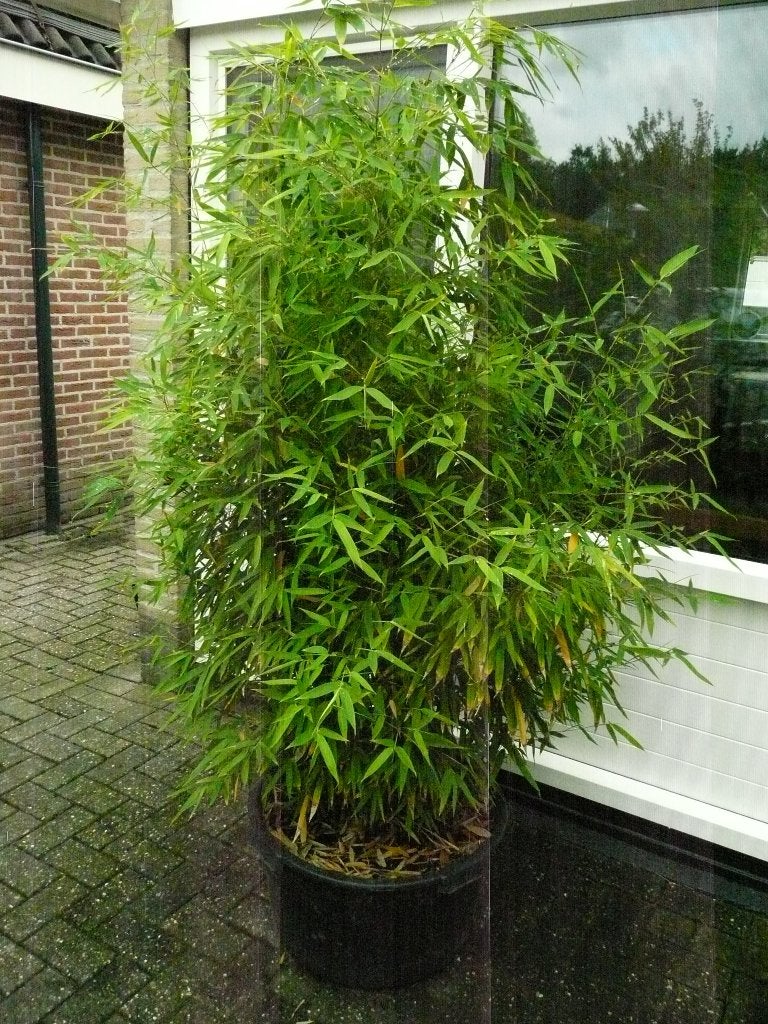 bamboeplant, Phyllostachys aurea, Volle zon, Vaste plant, Bloeit niet, Ophalen