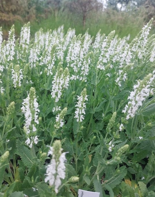 Salvia nem. 'schneehügel', Volle zon, Vaste plant, Zomer, Ophalen