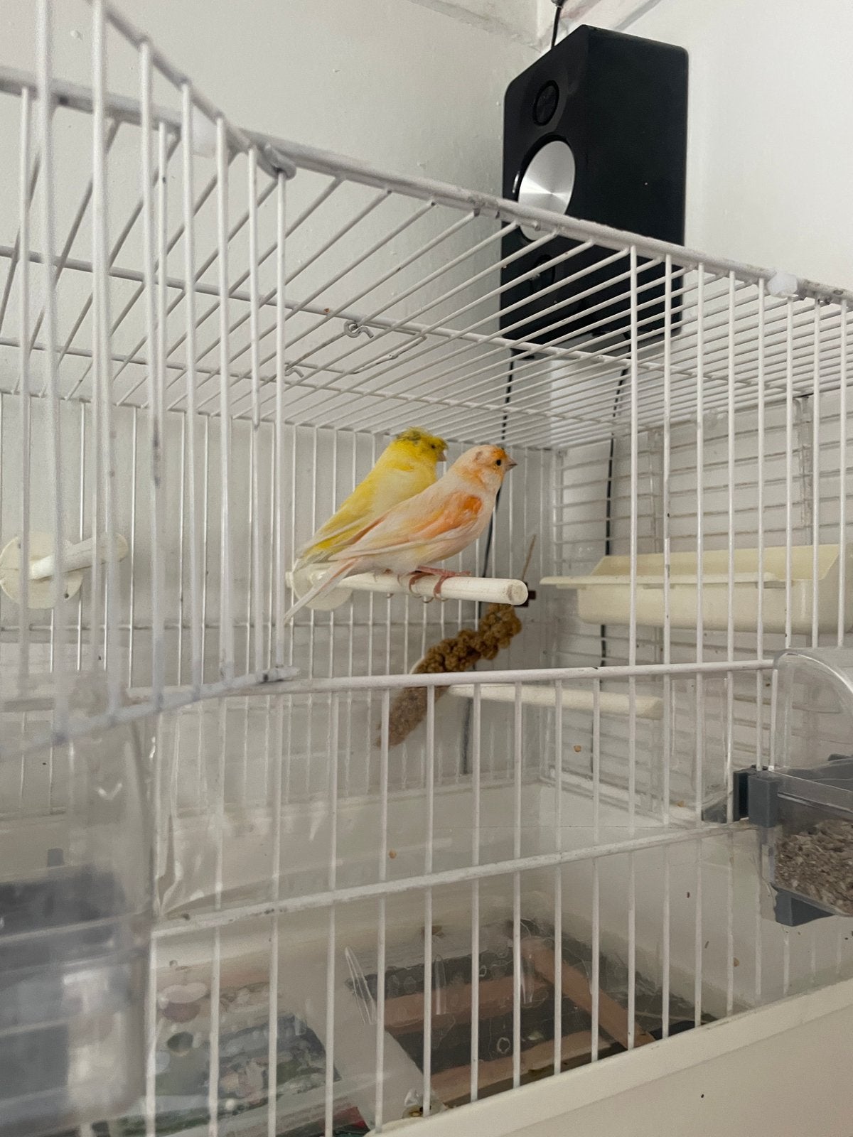 Koppel kanaries met kooi, Dieren en Toebehoren, Vogels | Kanaries, Meerdere dieren, Kleurkanarie