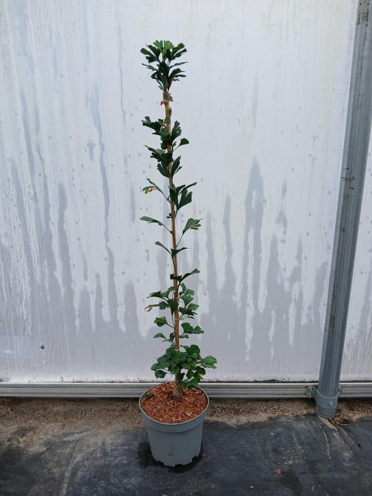 Ginkgo biloba 'Menhir' 🌿 zuil Ginkgo, Ophalen, Laurier, 100 tot 250 cm