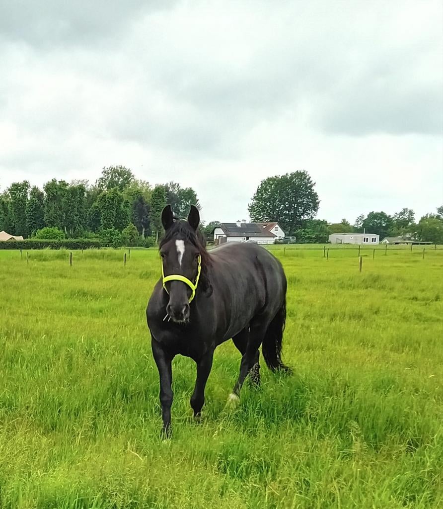 Mooie zwarte merrie te koop, Dieren en Toebehoren, Gechipt, 11 jaar of ouder, Recreatiepony, Merrie