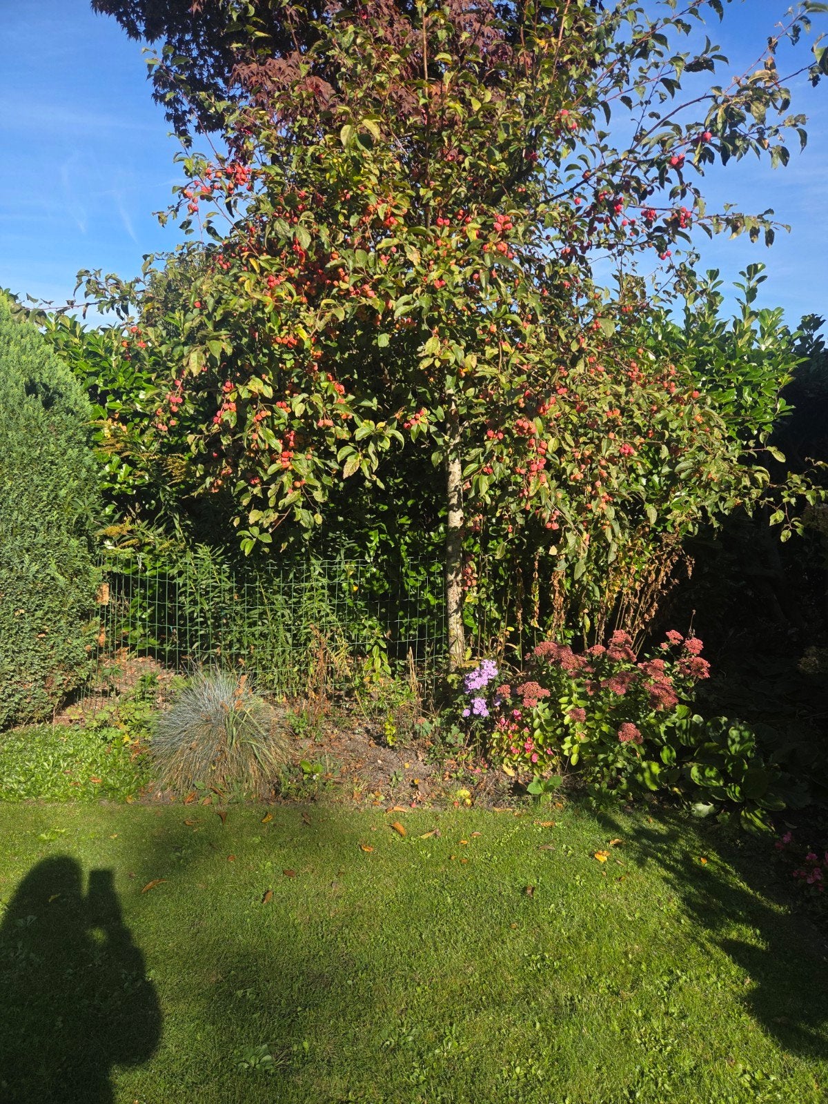 Sierappelboom met 25cm stamomtrek en 2,5m hoogte, Tuin en Terras, Ophalen, Volle zon, Overige soorten, 250 tot 400 cm