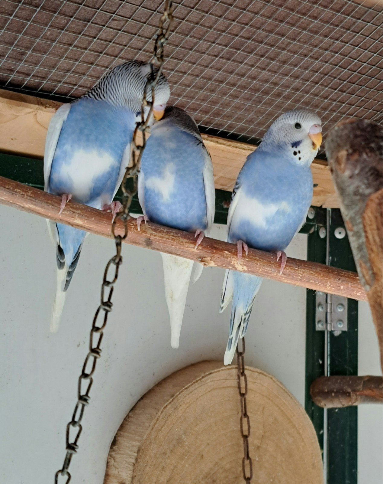 Parkietjes net uit het nest, Dieren en Toebehoren, Vogels | Parkieten en Papegaaien, Meerdere dieren, Parkiet