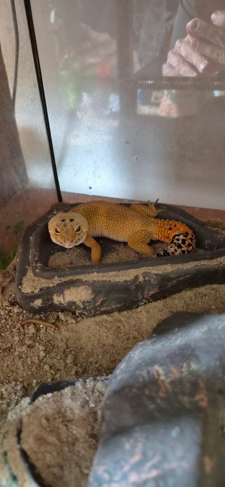 luipaardgekko vrouw Leopard Gecko - female for sale from Drenthe reptiles