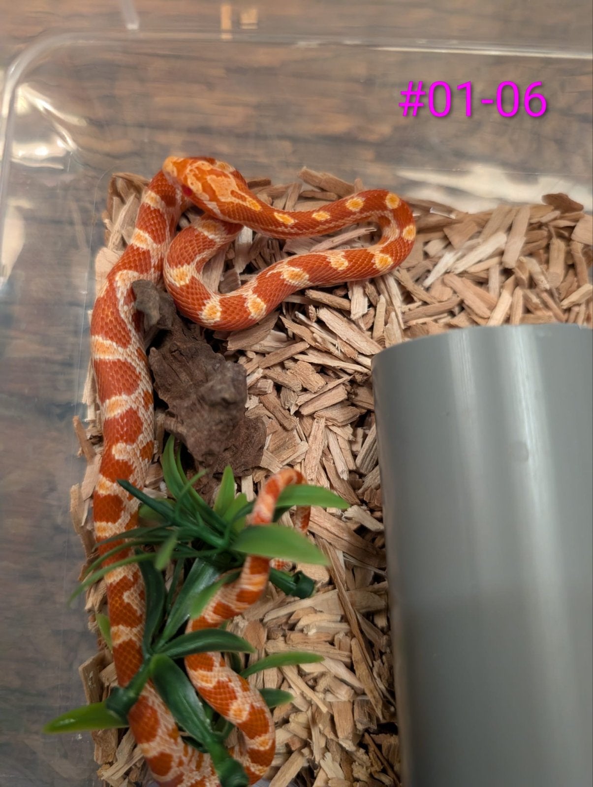Jonge Amel (Fire) rattenslangen het Palmetto Rat Snake photo 2