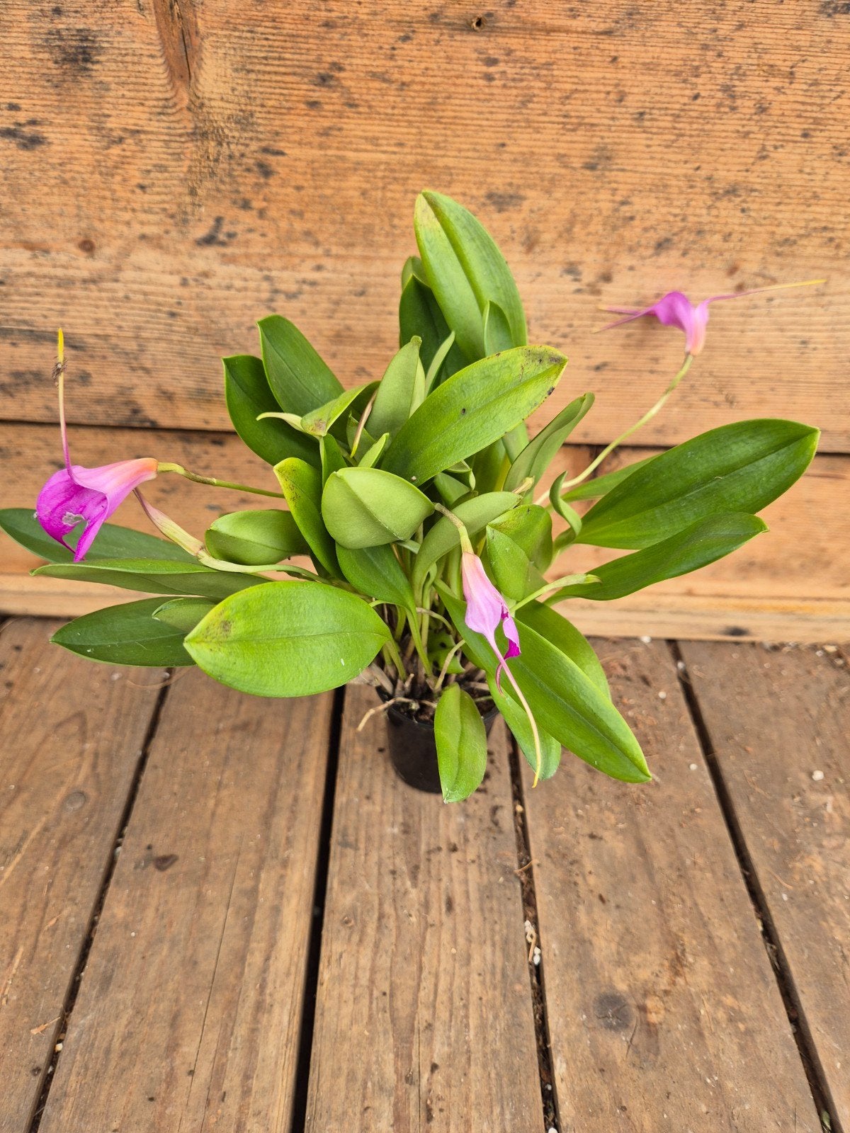 Orchidee Masdevallia p6 (6), Ophalen of Verzenden, Halfschaduw, Minder dan 100 cm