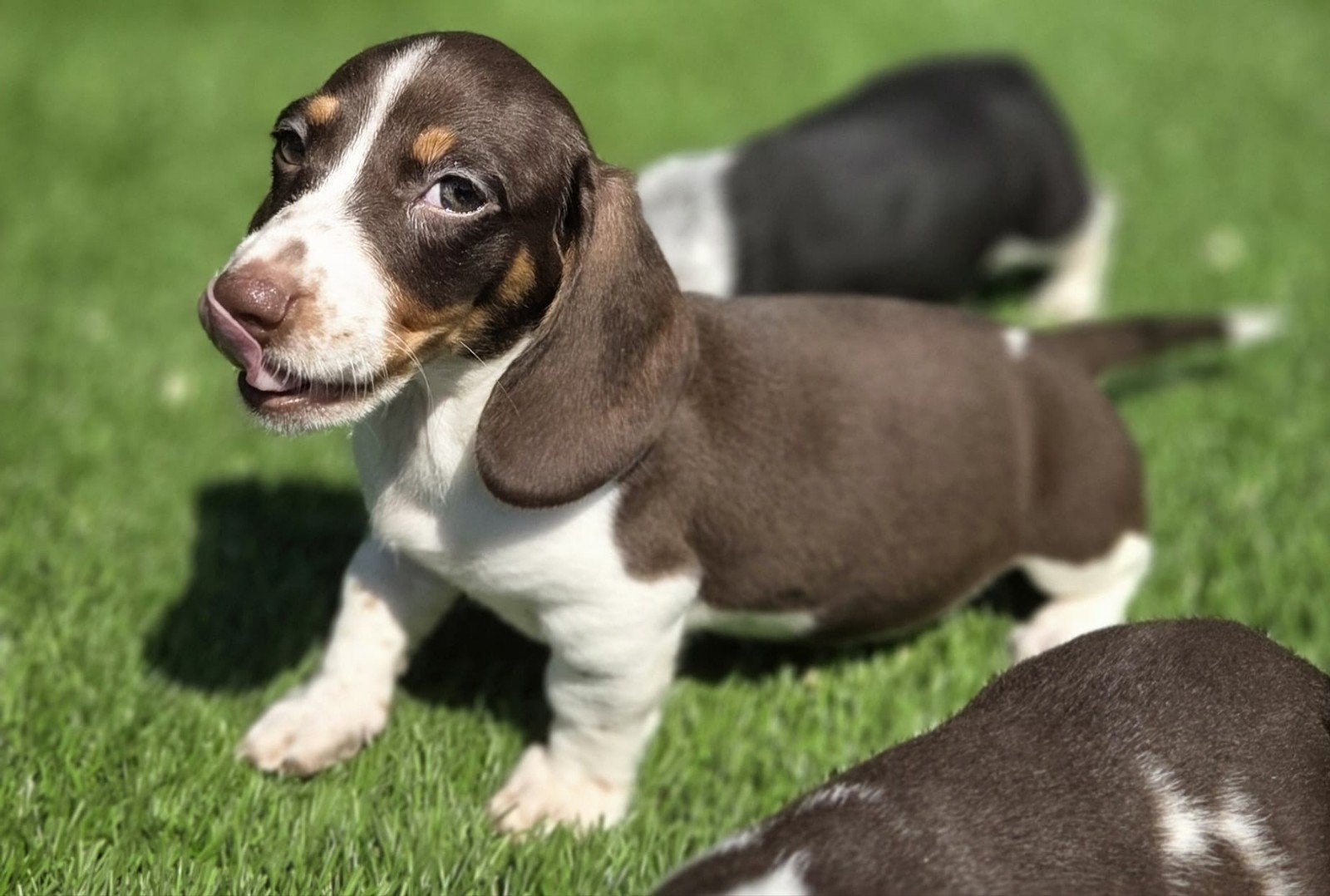 Te koop mooie kortharige dwerg teckel pups (tekkel), Parvo, Nederland, 8 tot 15 weken, Meerdere