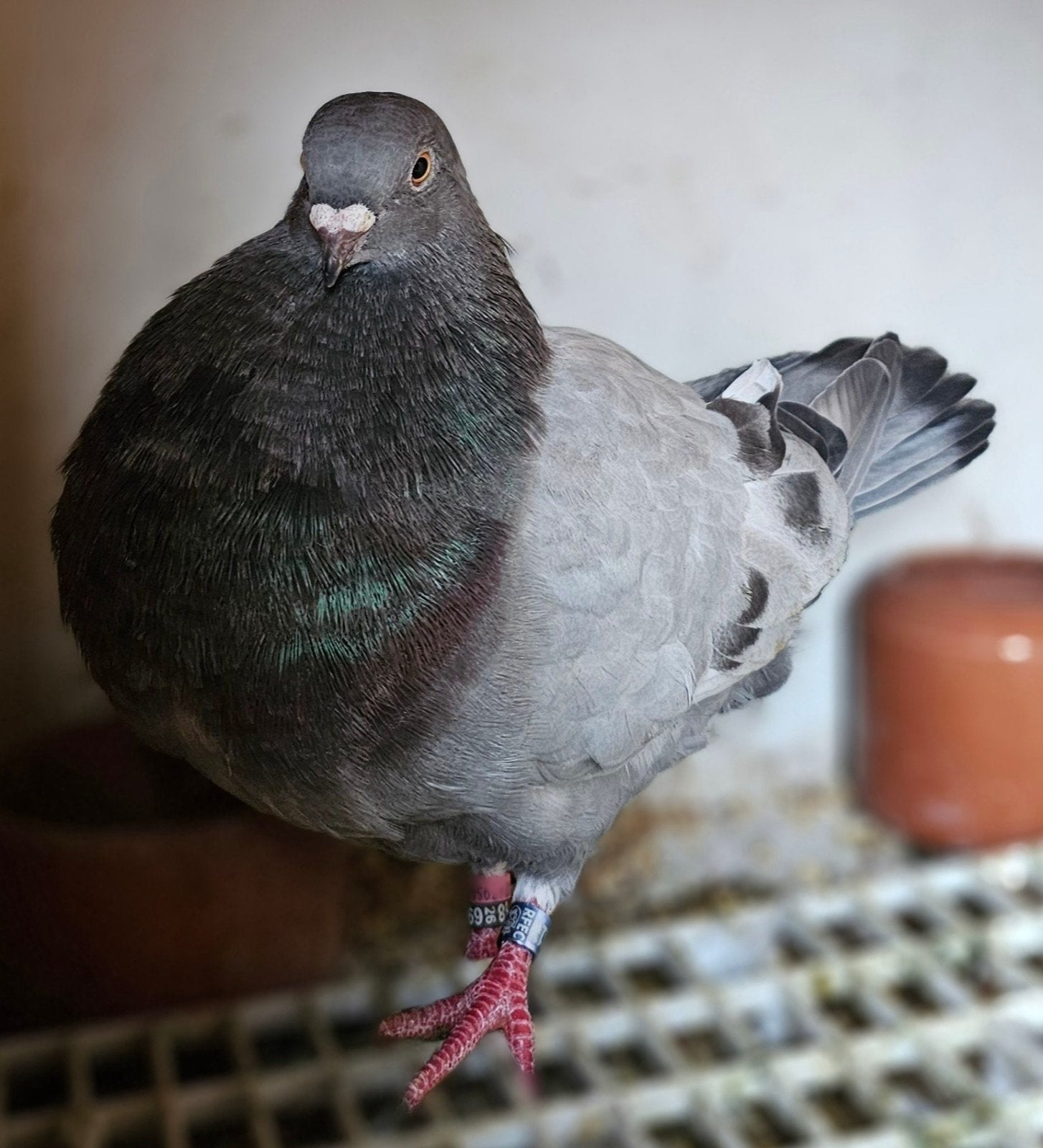 marteno kropper, Dieren en Toebehoren, Vogels | Duiven, Meerdere dieren, Kropper