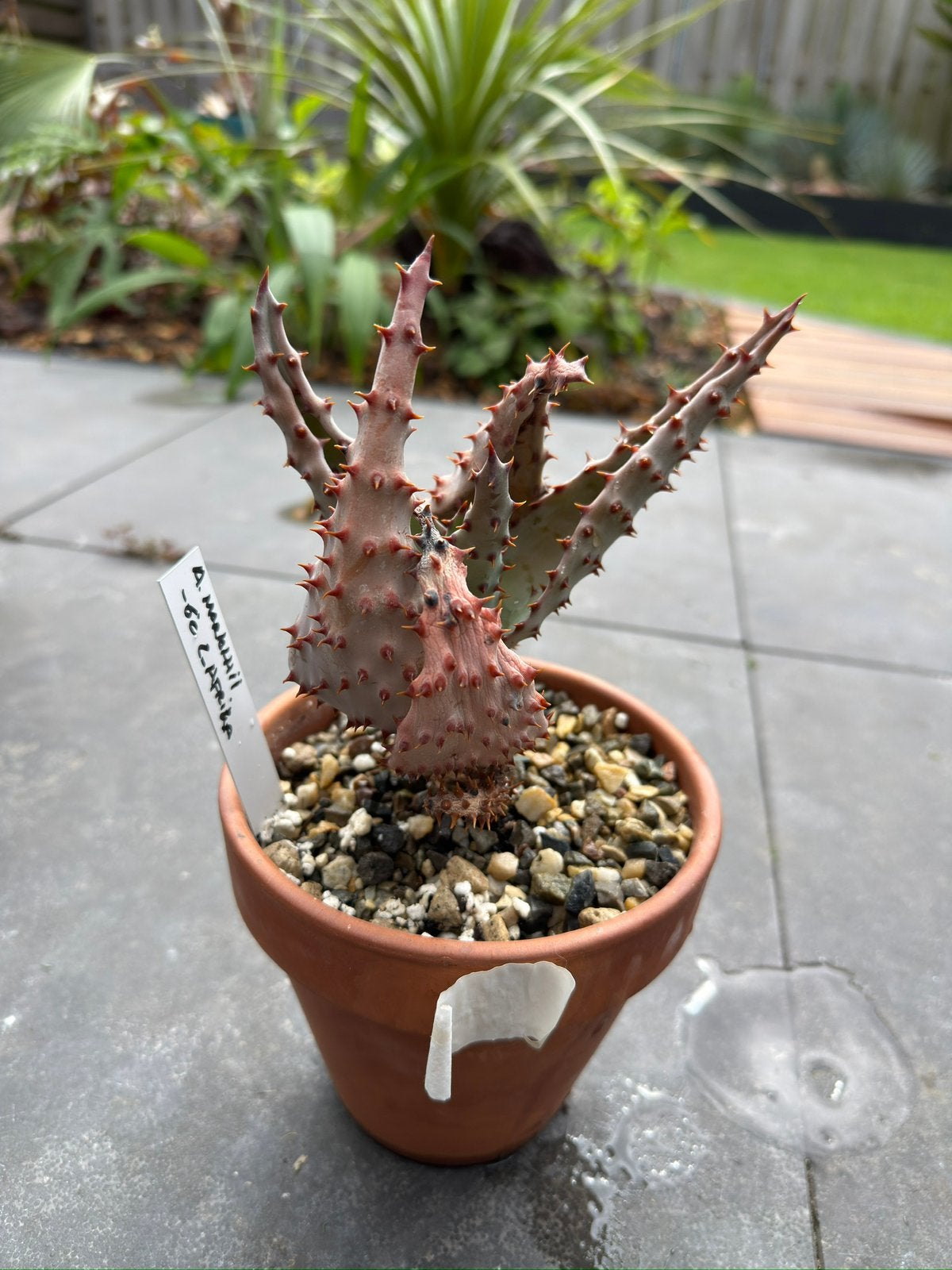 Aloe Marlothii, Ophalen of Verzenden, Overige soorten, Volle zon
