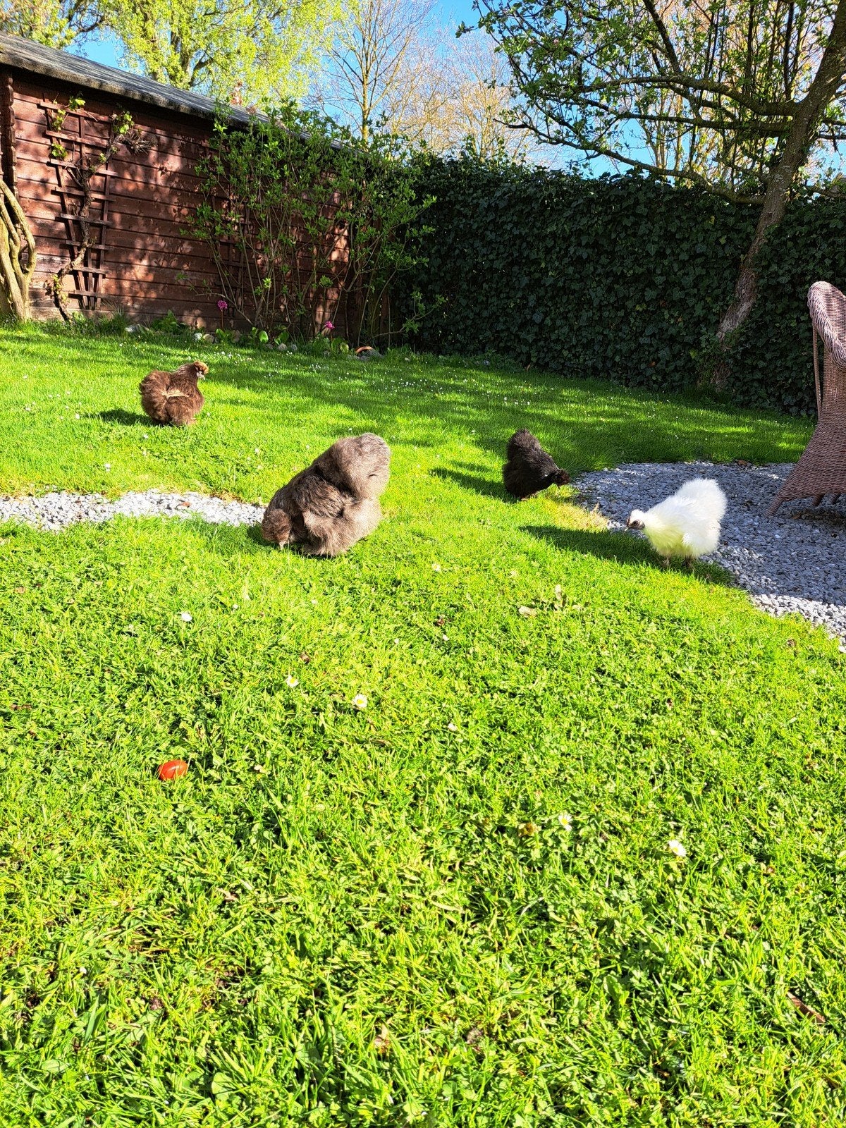 2 zijdehoen hennen te koop, Dieren en Toebehoren, Pluimvee, Kip, Vrouwelijk