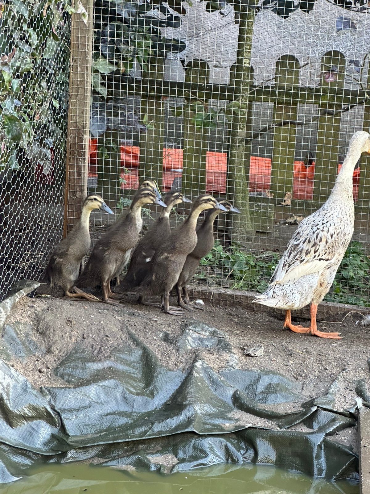 Raszuivere indische loopeenden, Dieren en Toebehoren, Pluimvee, Meerdere dieren, Eend