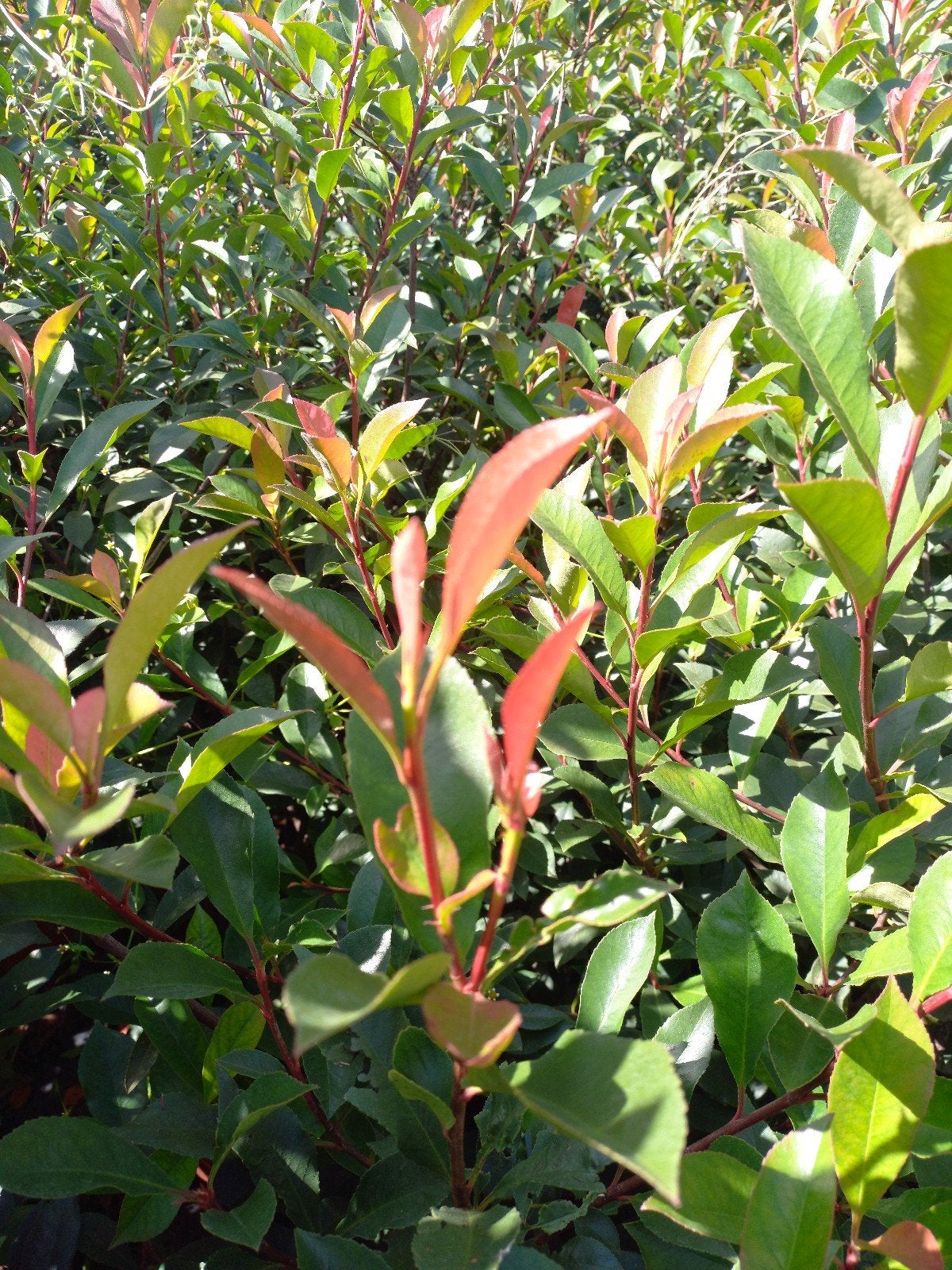 Red Robin Glansmispel in pot (diverse maten), Volle zon, Vaste plant, Lente, Ophalen