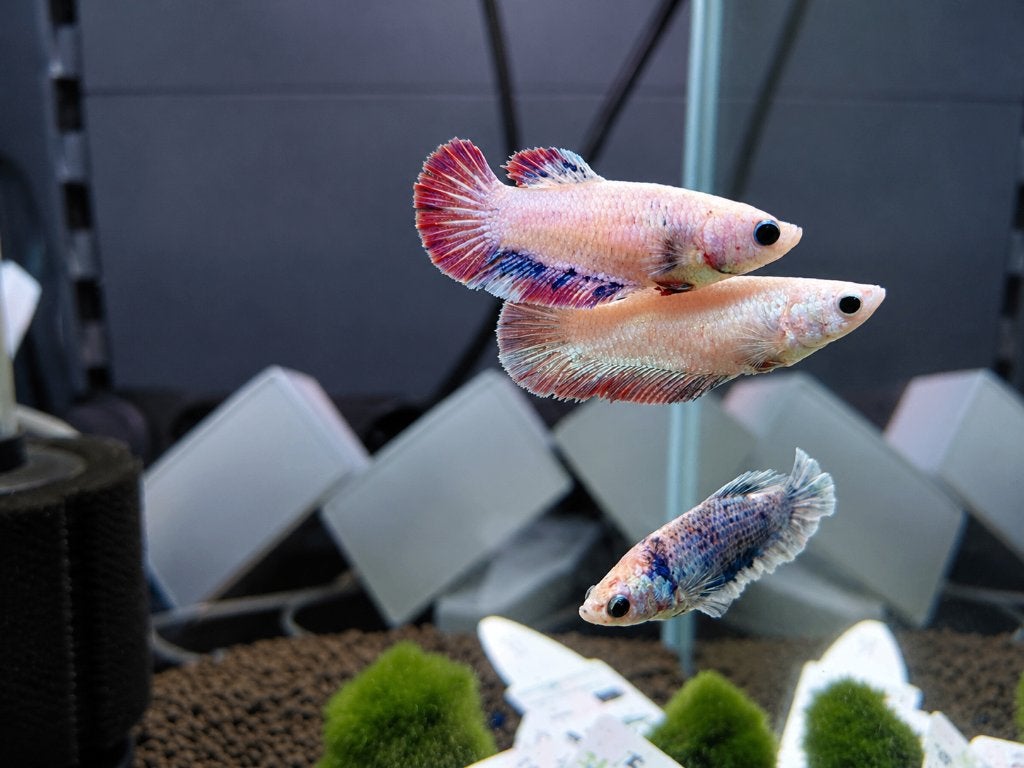betta's vrouw, Dieren en Toebehoren, Vis, Zoetwatervis