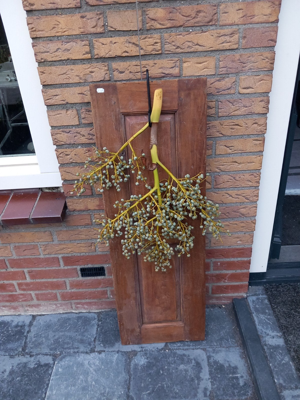 luik met haak en dadel, Ophalen of Verzenden, Rond, Kunststof