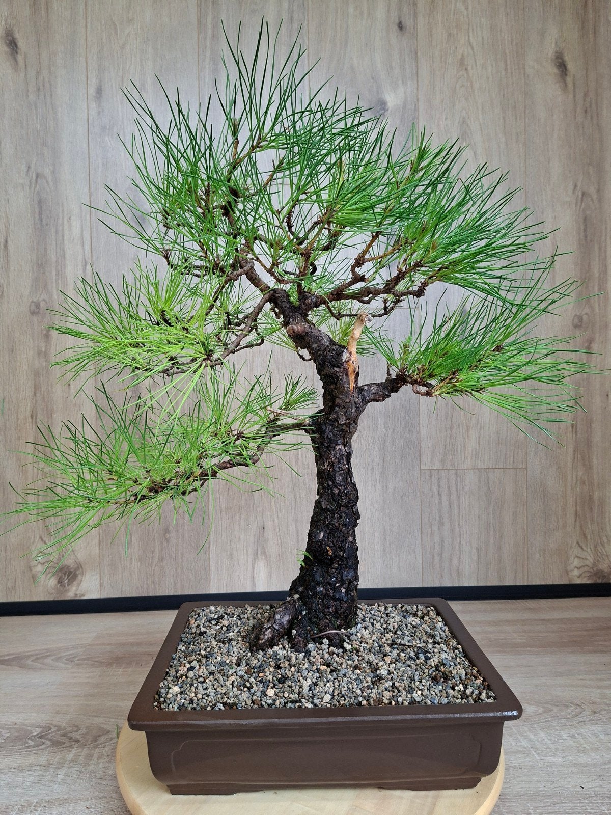 Bonsai Pinus Rigida, Volle zon, Vaste plant, Bloeit niet, Ophalen