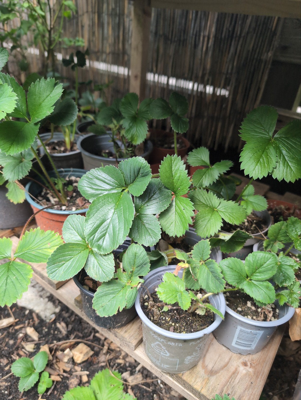 Gezonde aardbeien plantjes, Ophalen, Volle zon