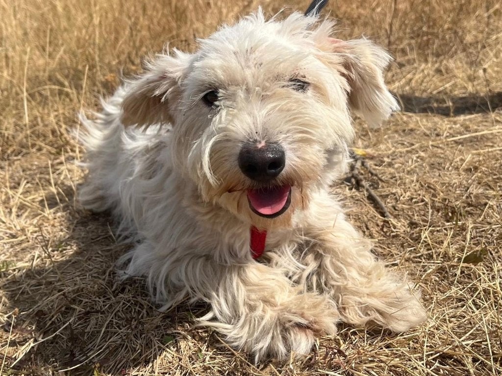 Kleine Ashley, een lief, vrolijk en sociaal hondje, Dieren en Toebehoren, Particulier, 1 tot 2 jaar, Buitenland, Teef