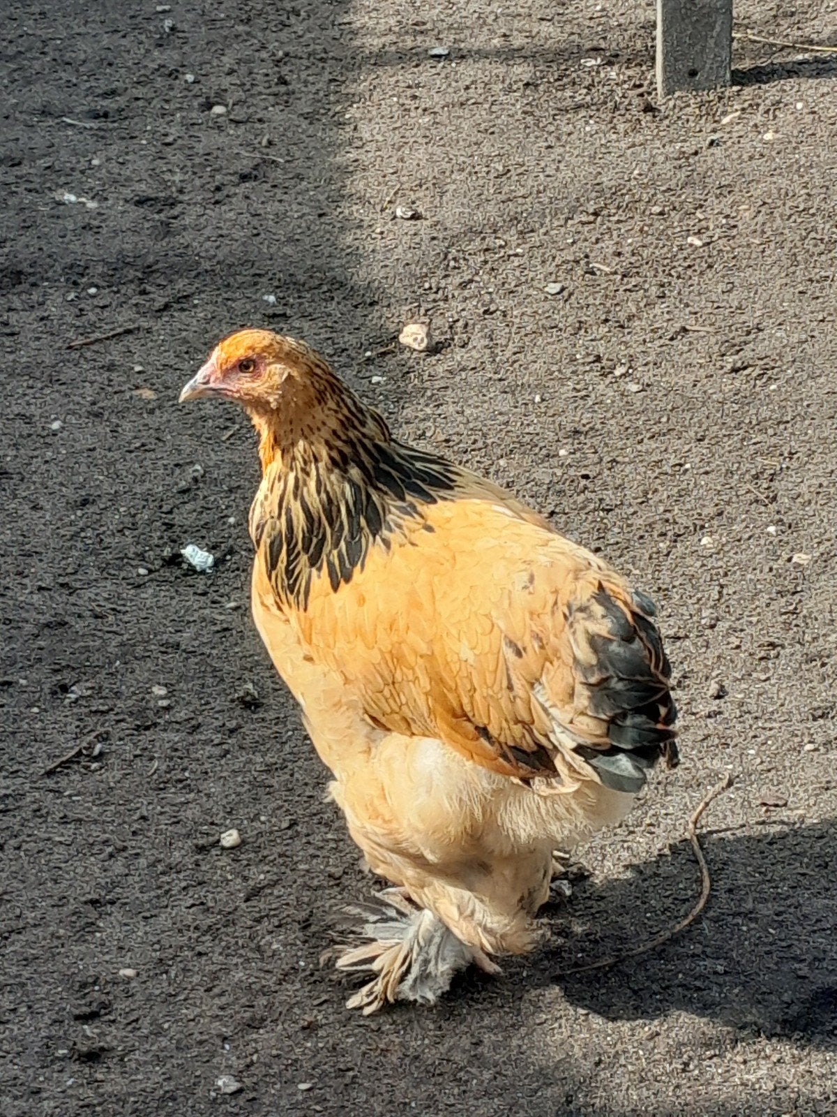brahma hennen buff columbia, Vrouwelijk, Kip