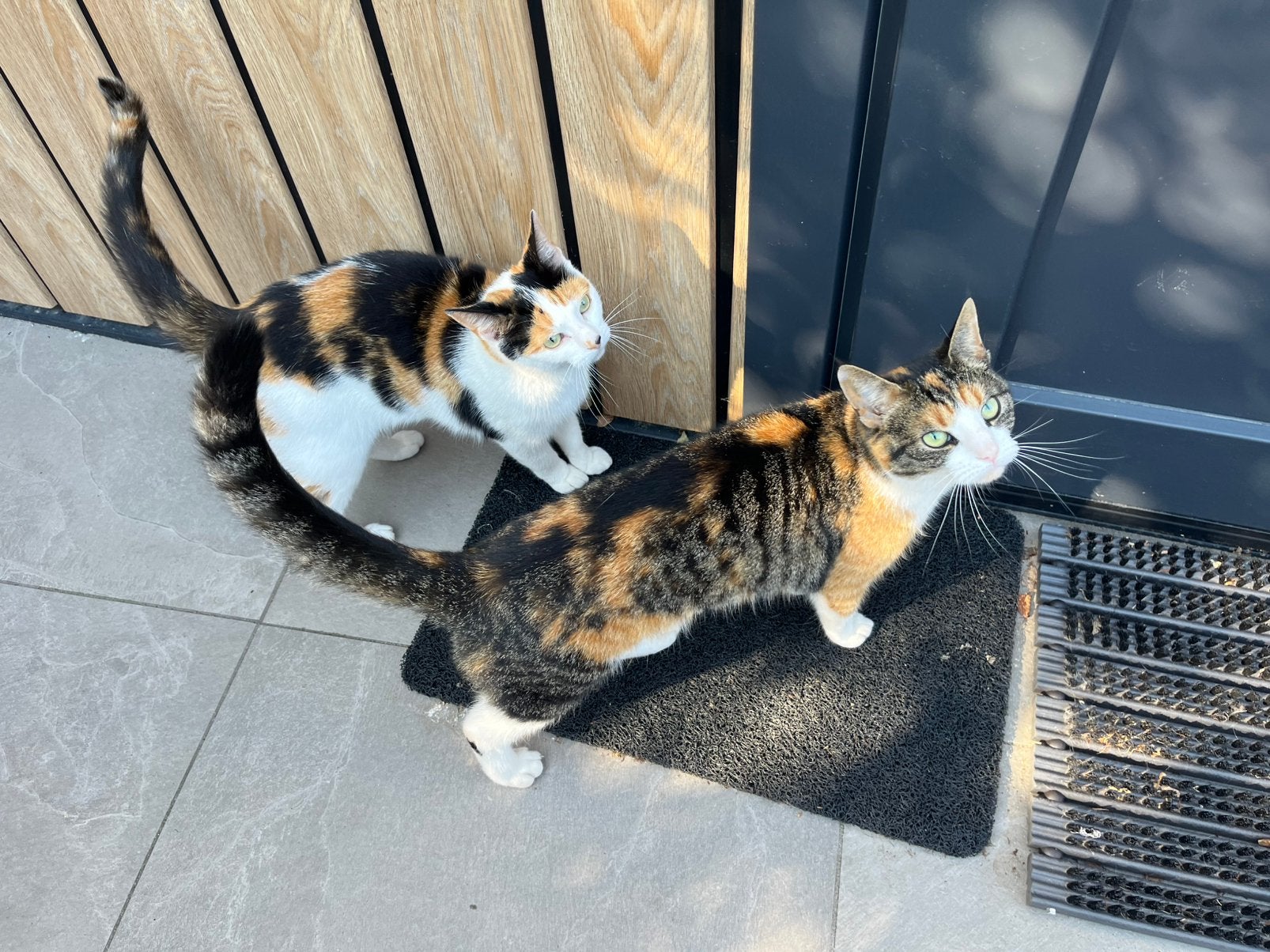 2 lieve poezen gratis af te halen, Dieren en Toebehoren, Poes, Kortharig, 3 tot 5 jaar