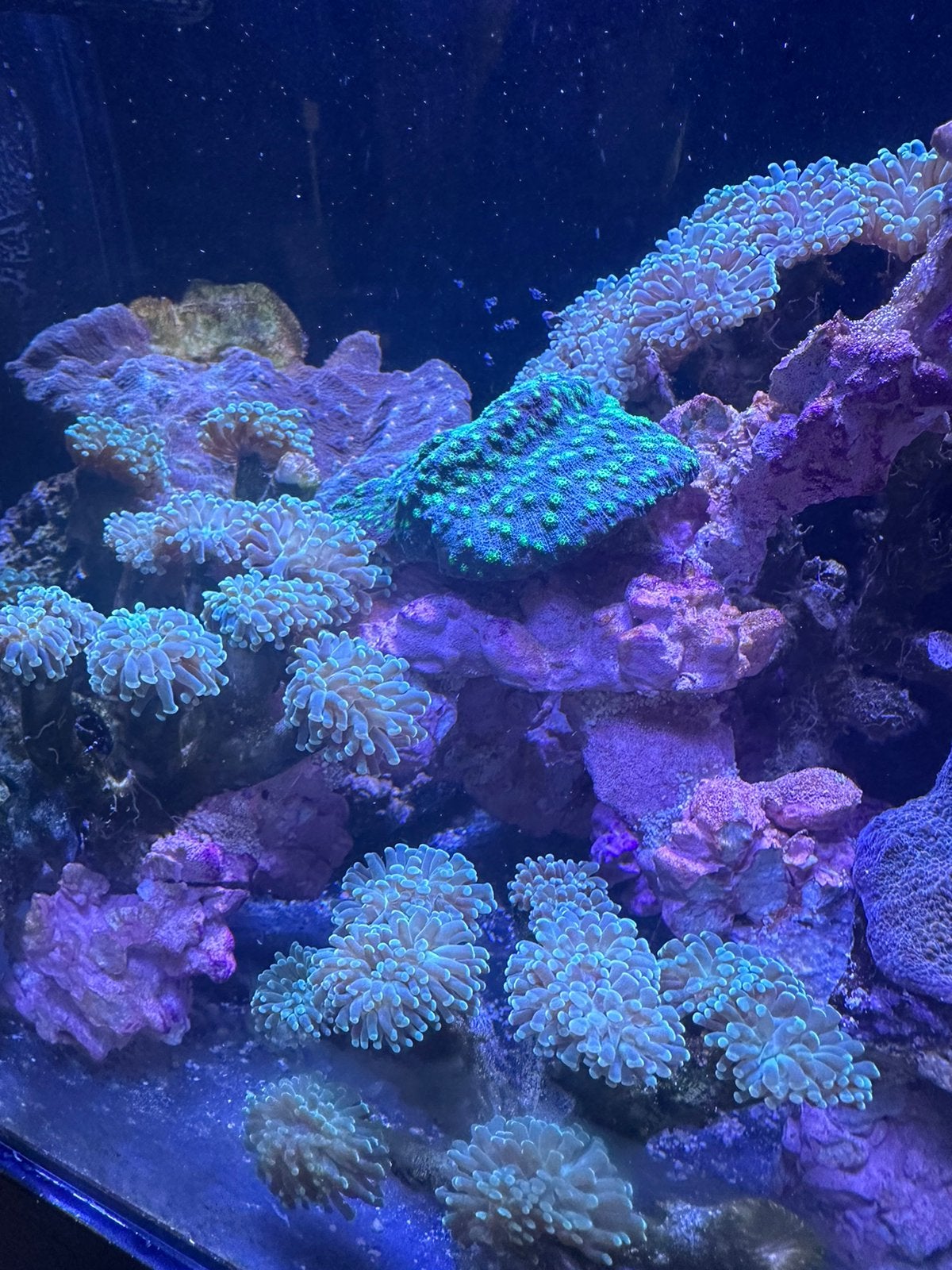 Euphyllia (hamer koraal), Dieren en Toebehoren, Vis, Zoutwatervis, Schoolvis