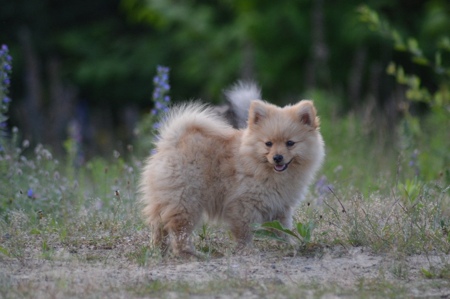 Pomeriaan pup, Eén persoon, Ticket of Toegangskaart