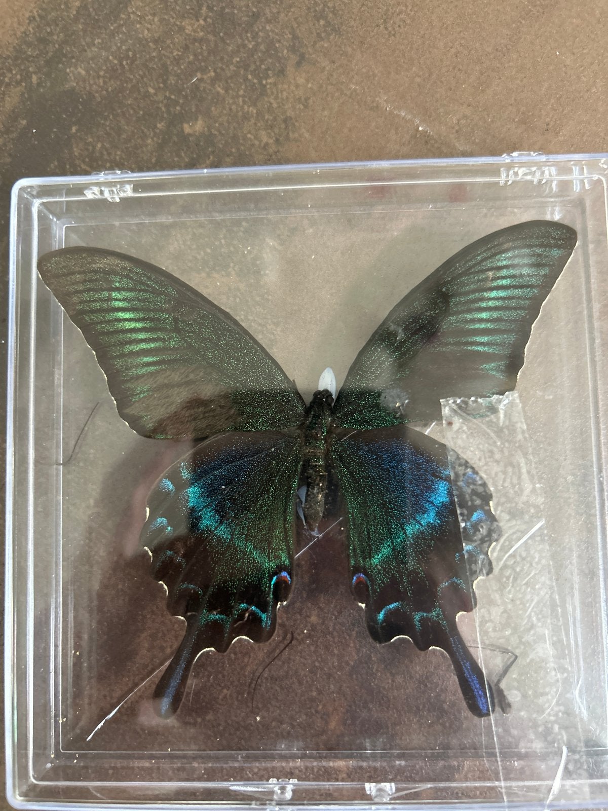 Papilio maackii opgezet, Ophalen of Verzenden, Zo goed als nieuw, Insect, Opgezet dier
