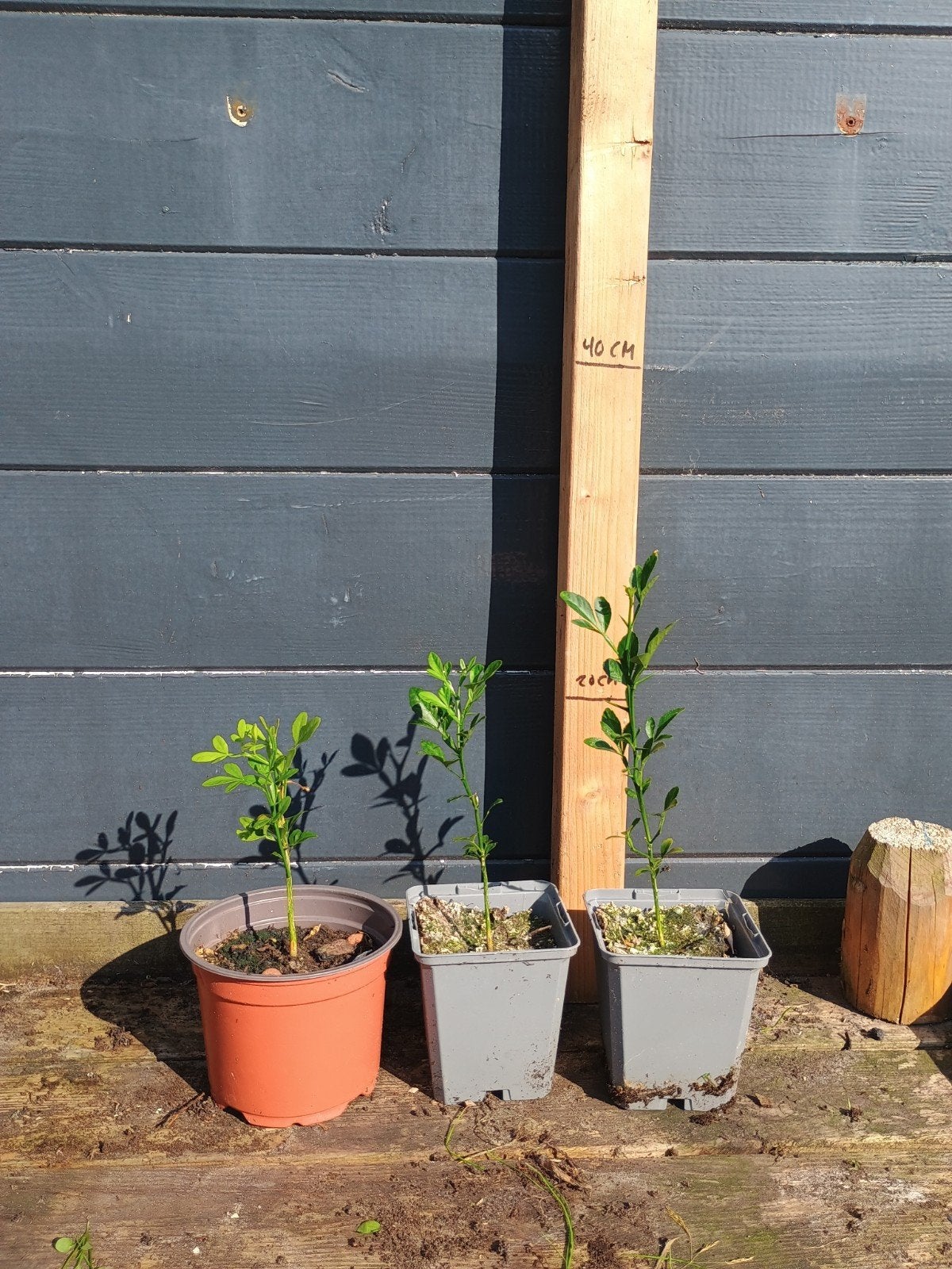 Winterharde Wilde Citroen (Poncirus trifoliata), Minder dan 100 cm, Lente, Volle zon, In pot