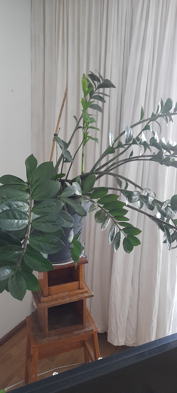 Grote, sterke groene plant (Zamioculcas) in pot kamerplant, Vaste plant, Bloeit niet, Halfschaduw, Ophalen