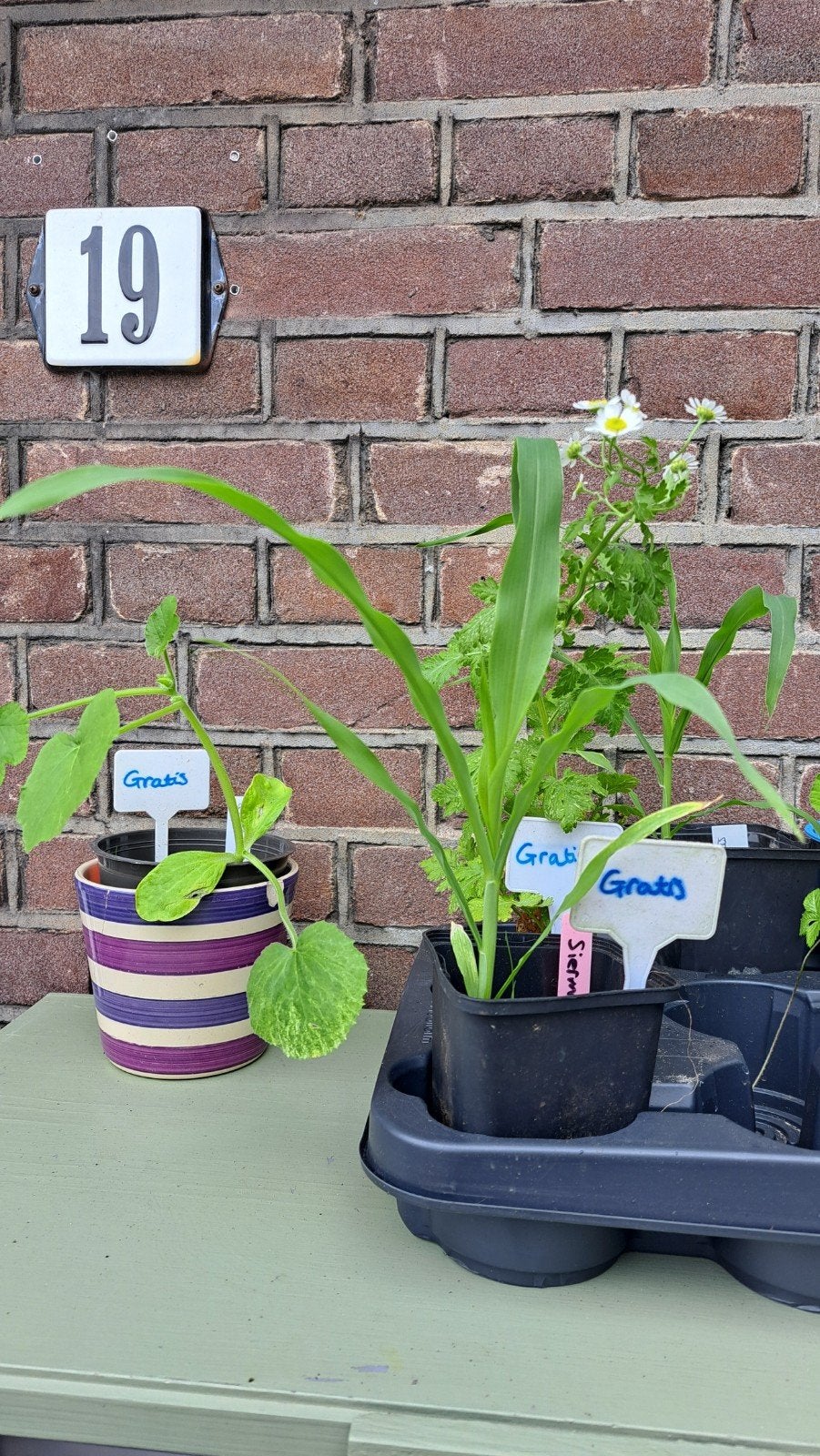 Sierkalebas, siermais, vlinderstruik, aardbeiplantje, Ophalen, Overige soorten, Volle zon
