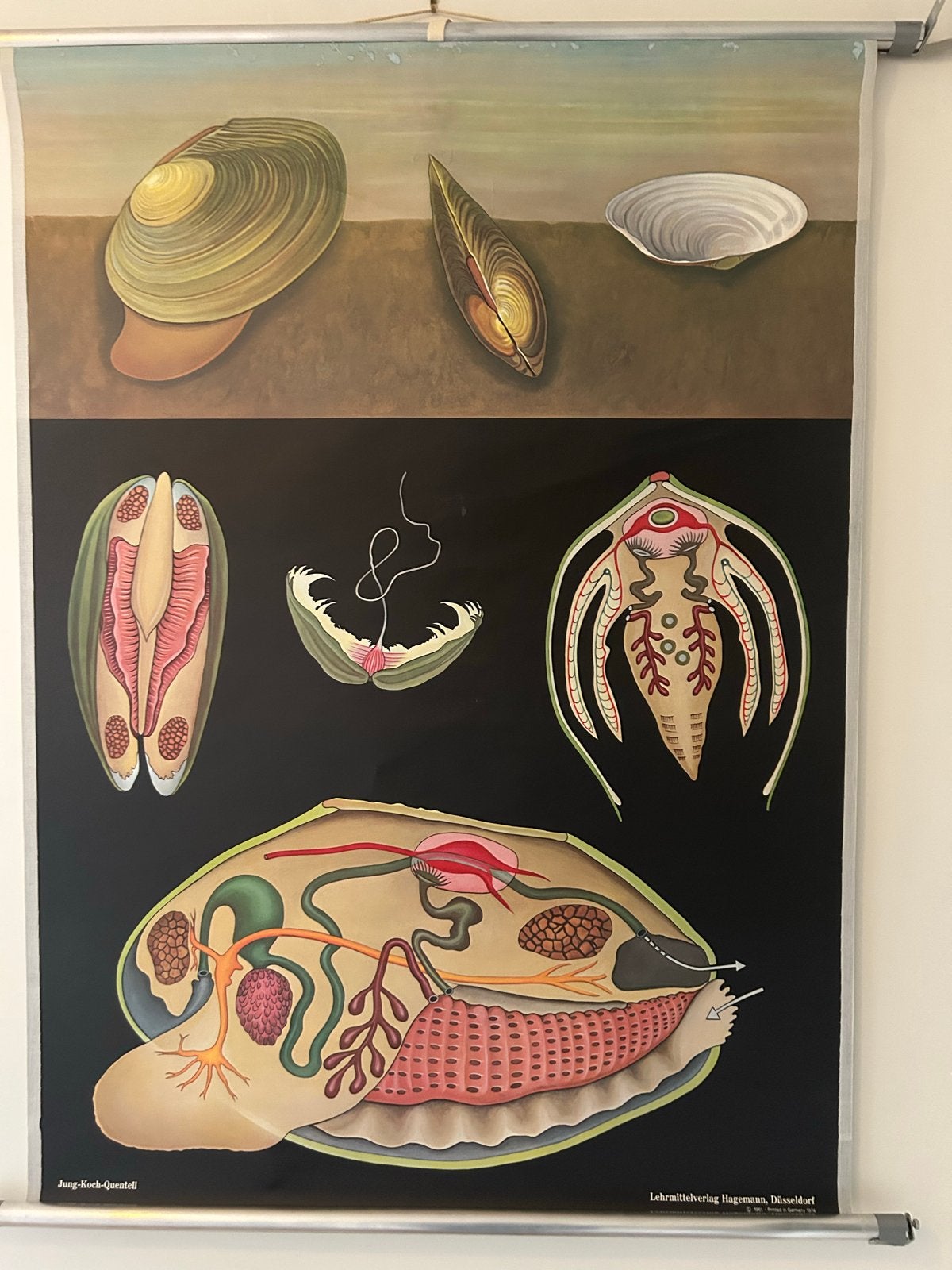 Vintage Biologie Schoolplaat: Schelpdieren Anatomie, Ophalen of Verzenden