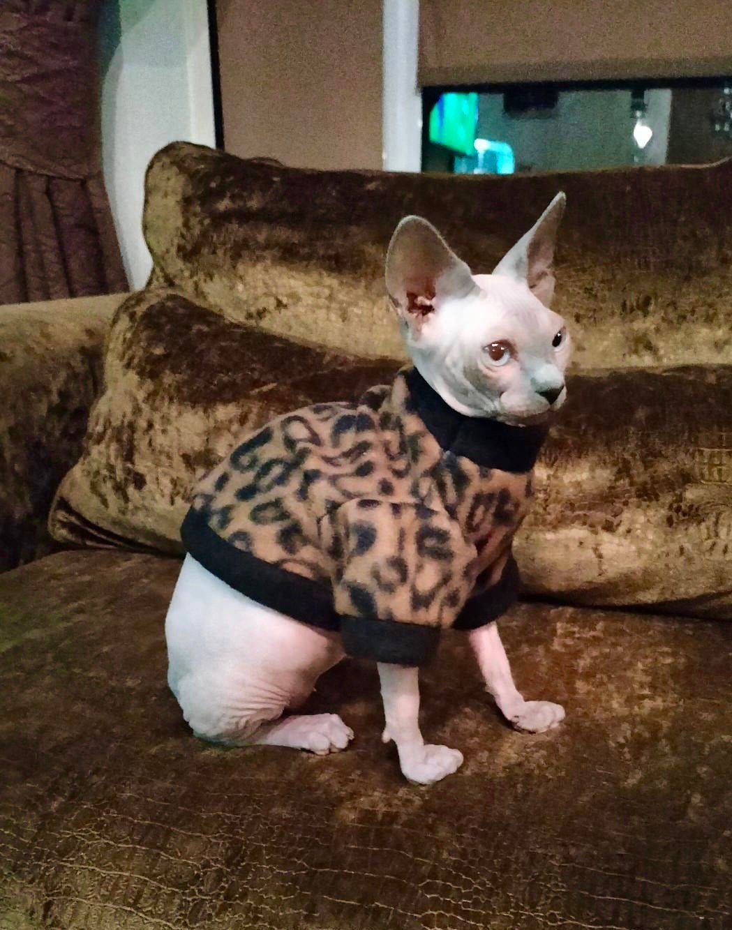 KOUD? Warme KATTENTRUI handmade Sphynx Kitten Devon Rex Naki, Ophalen of Verzenden, Nieuw