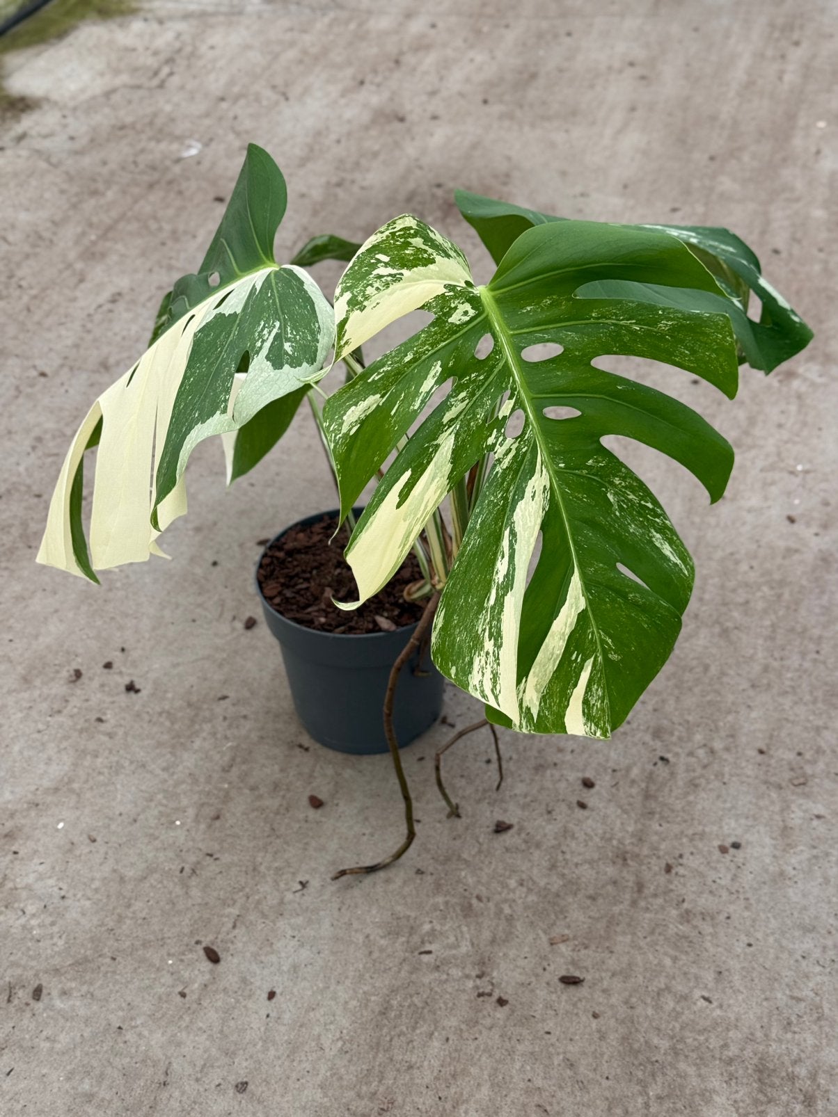 Monstera Borsigiana Albo Variegata, Huis en Inrichting, Kamerplanten, Ophalen of Verzenden, Halfschaduw, Minder dan 100 cm