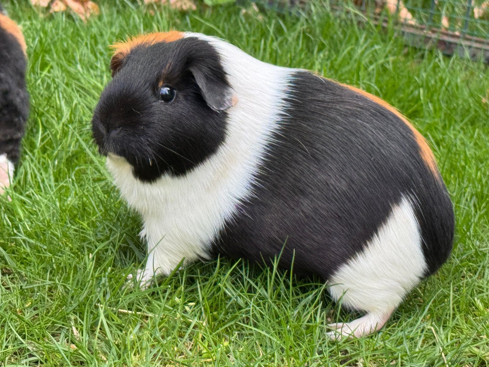 Lief zeugje Jill, Dieren en Toebehoren, Augustus, Vrouwelijk, Cavia