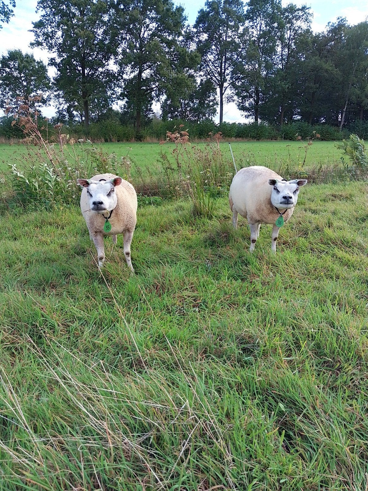 Mooie Texelaar ooien, Vrouwelijk, Schaap